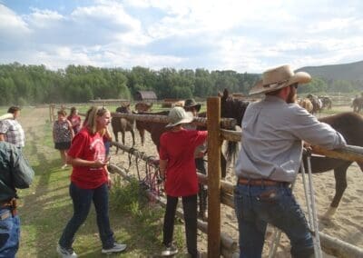 Meeting Your Horse For The Week